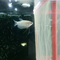 ماهی و آکواریم|ماهی|مرند, |دیوار