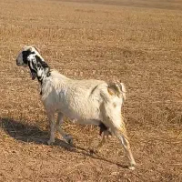 بز دوقلو زا درشت و جوان