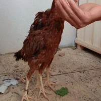 جوجه لاری|حیوانات مزرعه|ایلام, |دیوار