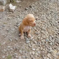 واگذاری توله سگ پویینتر شکاری