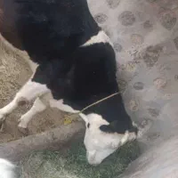 دوتا گاو با گوساله نه ماهه