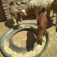 گوسفند چاق