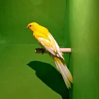 قناری رسمی بلند