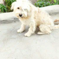 سگگ|سگ|سیرجان, |دیوار