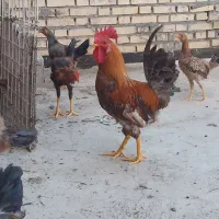 مرغ و خروس