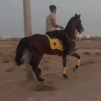اسب نریان ۶دانگ