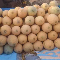 خربزه طارم