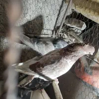 کبوترنرماده گرگی کاکلی سنجابی بازیکن پرشی