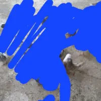 کفتر|پرنده|قم, سید معصوم|دیوار