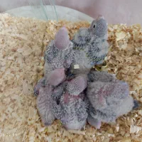 گیرینچیک سرلاکی ودونخور