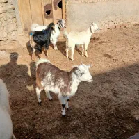 شش تابزغاله دانه ۴م از۱۵تا۲۲کیلو شش تا۲۴میلیون|حیوانات مزرعه|بجنورد, |دیوار