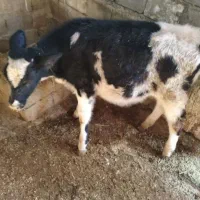 گوساله ماده هلشتاین