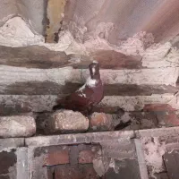 کبوترقارنی قره وککیلی|پرنده|اردبیل, |دیوار