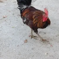 خروس محلی اصل|حیوانات مزرعه|مرودشت, استادیوم‎|دیوار