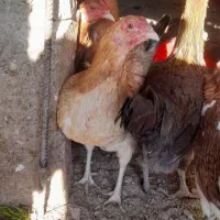 مرغ شمالی یک ساله