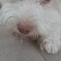 واگذاری سگ|سگ|رباط‌کریم, رباط‌کریم|دیوار