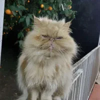 واگذاری پرشین اصل عقیم شده