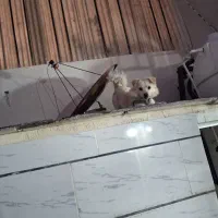 سگ پاکوتاه|سگ|بوئین زهرا, |دیوار