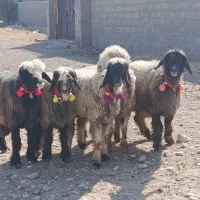 شیشک روزگاری