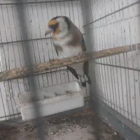 پرنده سهره معاوضه با سهره خاکی|پرنده|تهران, بازار|دیوار