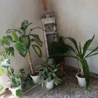 فروش گل