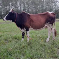 گاو گوساله حامله|حیوانات مزرعه|سنگر, |دیوار