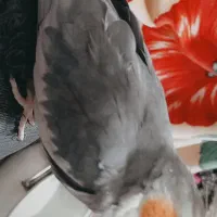 عروس هلندی نروماده باتخم