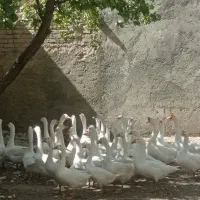 فروش قو غاز  اکراینی اصل|حیوانات مزرعه|شاهین دژ, |دیوار