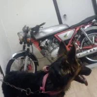 یه قلاده ماده هفت ماهه ژرمن شولاین|سگ|بندر امام خمینی, |دیوار