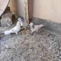 کفتر