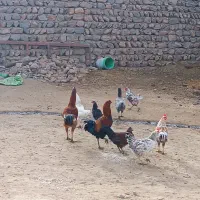 مرغ محلی و خروس لاری|حیوانات مزرعه|چگنی, |دیوار