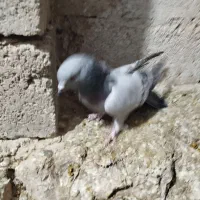 کبوتر پر مفلق