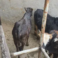 گوساله گیلدورگ در وزن ۱۰۰ و ۱۵۰ کیلو|حیوانات مزرعه|پیشوا, |دیوار