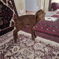 بره شیری
