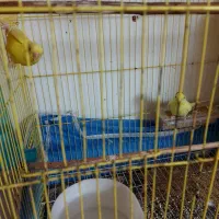 مرغ عشق|پرنده|علی‌آباد کتول, |دیوار