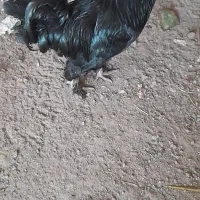 خروس مرندی اصل