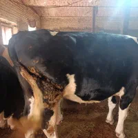 گوساله سیمیتال ماده