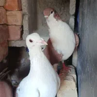سه عدد کفتر|پرنده|زاهدان, |دیوار
