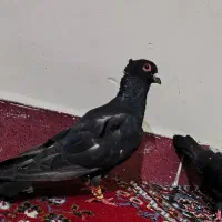کفتر زاغ و بدرنگ سبز