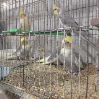 جفتهای مولداصلاح نژادارمنستانی تضمینی آیهان|پرنده|خوی, |دیوار