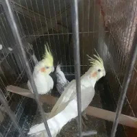 ۳جفت عروس با۲تانرتک|پرنده|قنوات, |دیوار