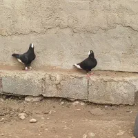 کبوتر حبشی|پرنده|بهبهان, |دیوار