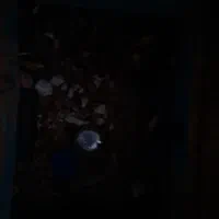 کود حیوانی گاو گوسفند مخلوط باهم