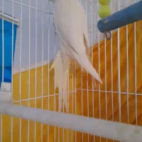 عروس هلندی نر مست آماده،  آواز خوان با قفس