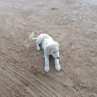 توله آلابای