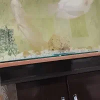 ماهی آکواریوم