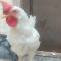 مرغ یاخروس