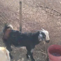 فروش دو عدد کهره نر|حیوانات مزرعه|جم, |دیوار