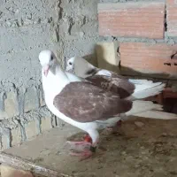 کبوتر|پرنده|گنبد کاووس, |دیوار