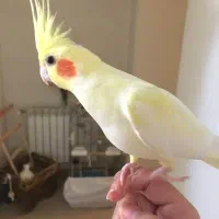 معاوضه عروس هلندی دوساله با دو جوجه دون خور